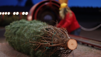 Tree on bailer
